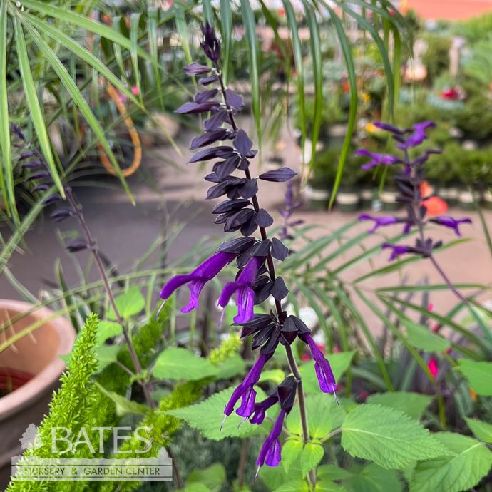 Tropical #2 Salvia x Amistad/ Friendship Dark Purple - No Warranty