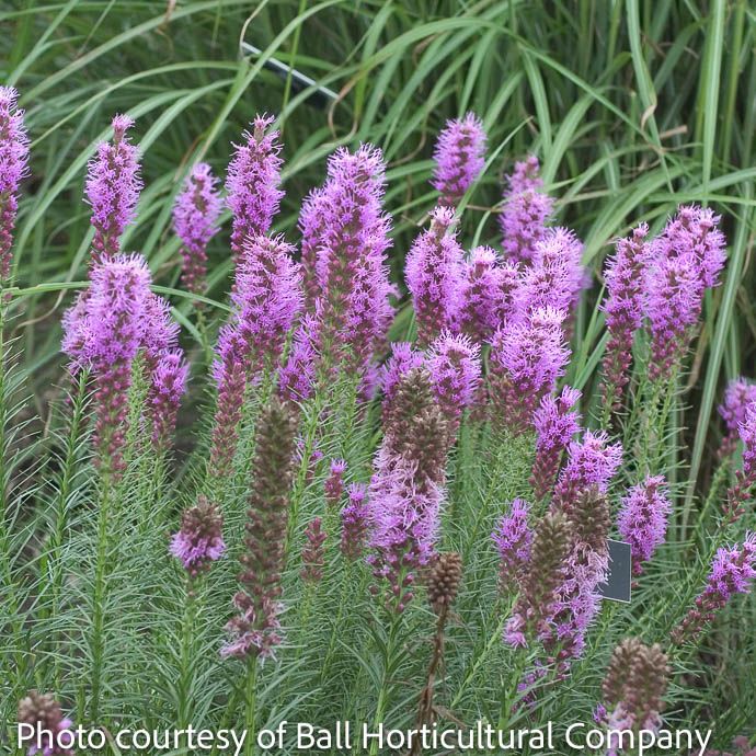 #1 Liatris spica Floristan Violet/ Gayfeather, Blazing Star Native (TN)