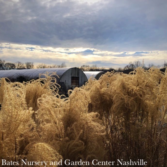 #3 Grass Miscanthus sine Gracillimus/ Maiden
