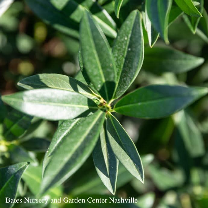 #6 Prunus lauro Otto Luyken/ Cherry Laurel