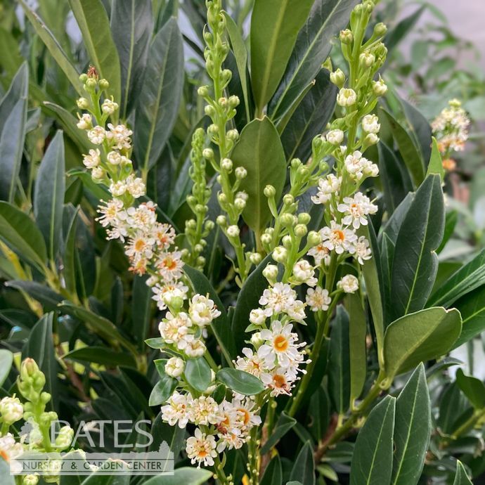 #6 Prunus lauro Otto Luyken/ Cherry Laurel