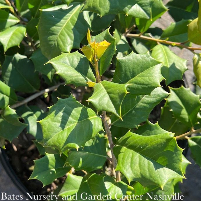 #3 Ilex opaca Maryland Dwarf/ American Holly (female) Native (TN)