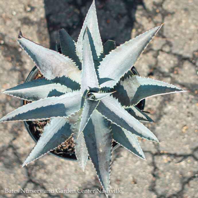 Tropical #2 Mangave Silver Fox