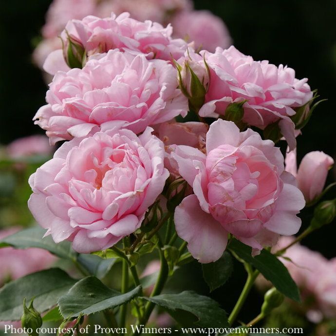 #2 Rosa x PW Reminiscent 'Pink'/ Shrub Rose - No Warranty
