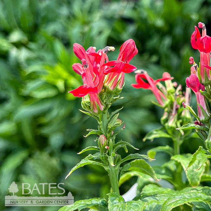 #1 Lobelia cardinalis AB / Red Cardinal Flower Native (TN)