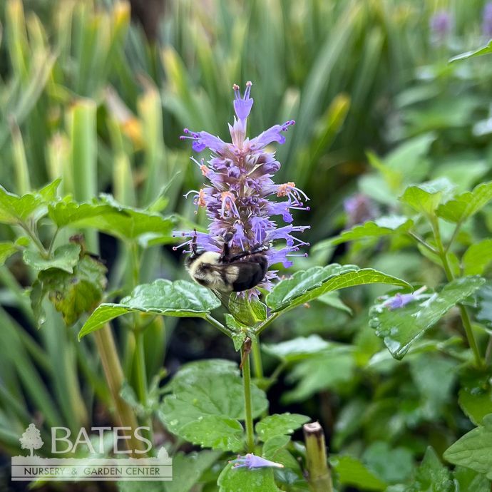 4P Agastache foeniculum/ Anise Hyssop