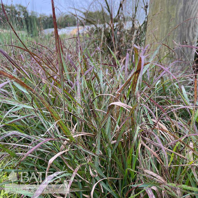 #1 Grass Panicum virg Shenandoah/ Switch Native (TN)