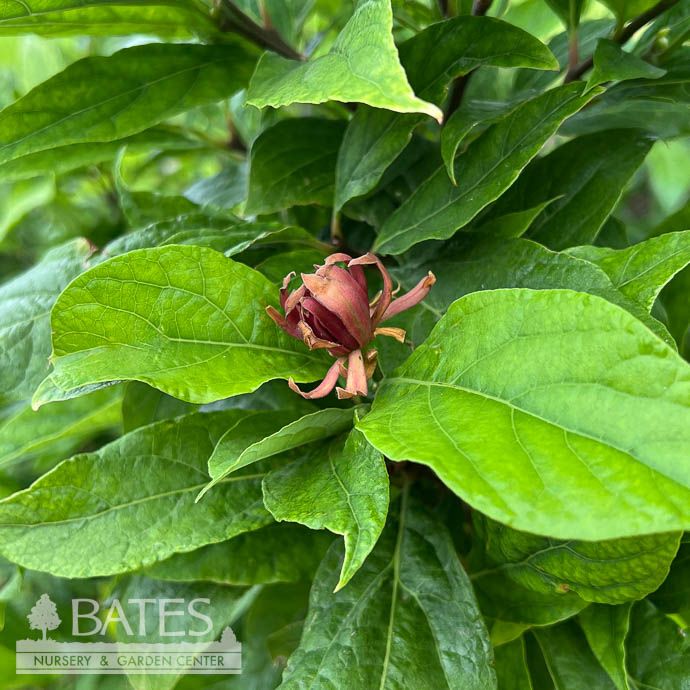 #3 Calycanthus floridus/ Carolina Allspice SweetShrub Native (TN)