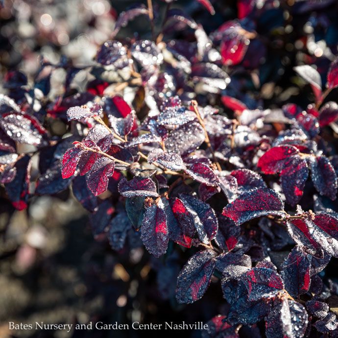 #3 Loropetalum chin Red Diamond/Fringeflower - No Warranty