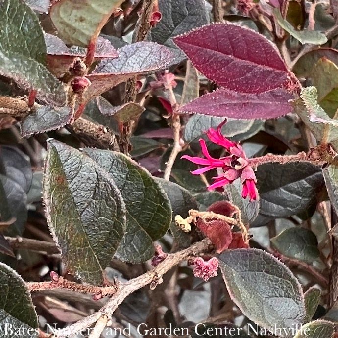 #7 Loropetalum chin SL Purple Daydream/ Dwarf Fringeflower - No Warranty