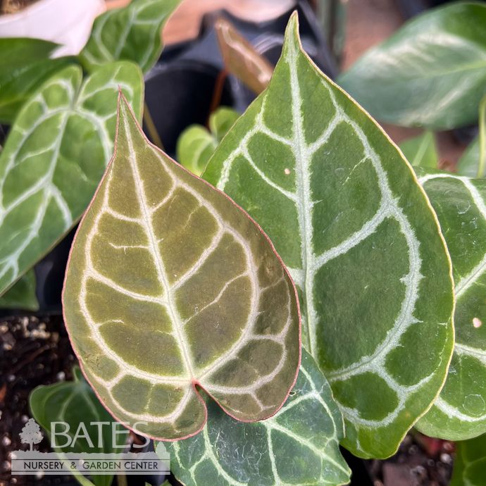 3p! Anthurium Crystallinum /Tropical