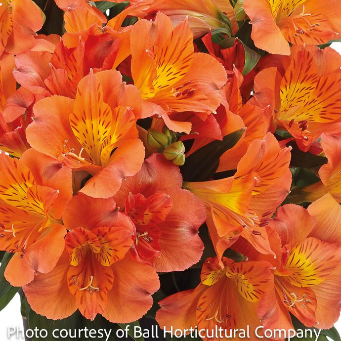 Tropical #1 Alstroemeria Colorita 'Amina'/ Orange Peruvian Lily - No Warranty