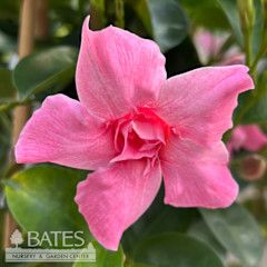 Tropical 10HB! Mandevilla  Sun Parasol 'Double Pink Blush' - Hanging Basket -  No Warranty