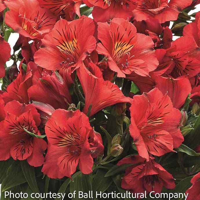 Tropical #1 Alstroemeria Colorita 'Kate'/ Red Peruvian Lily - No Warranty