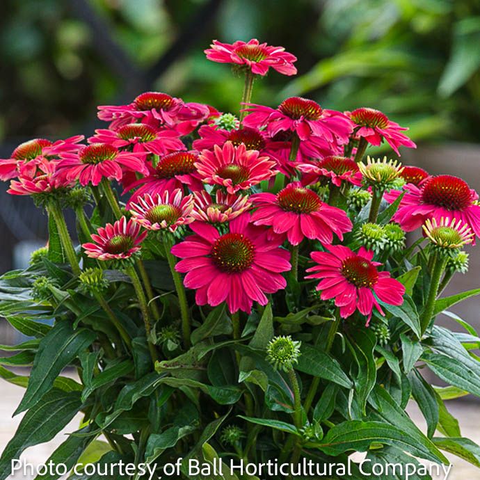 #1 Echinacea x SunMagic 'Vintage Lipstick'/ Compact Coneflower