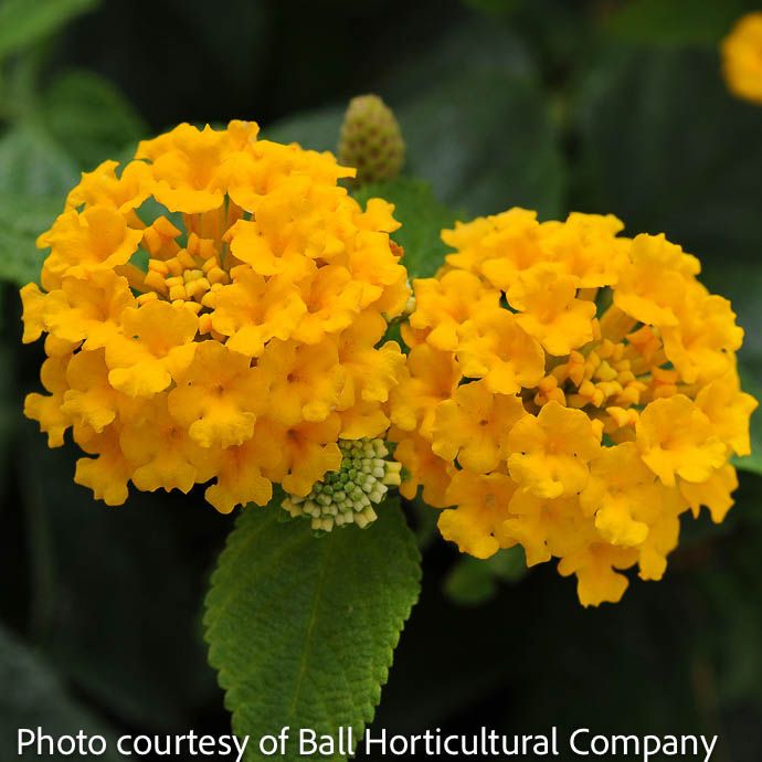 Tropical #1 Lantana SL Little Lucky Pot Of Gold - No Warranty