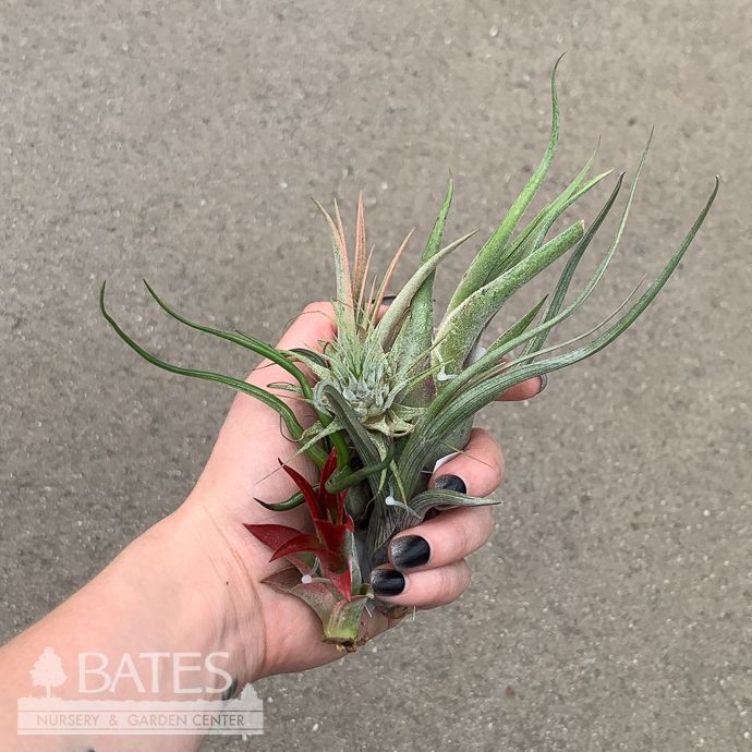Tillandsia / Air Plant Medium/Small Asst each