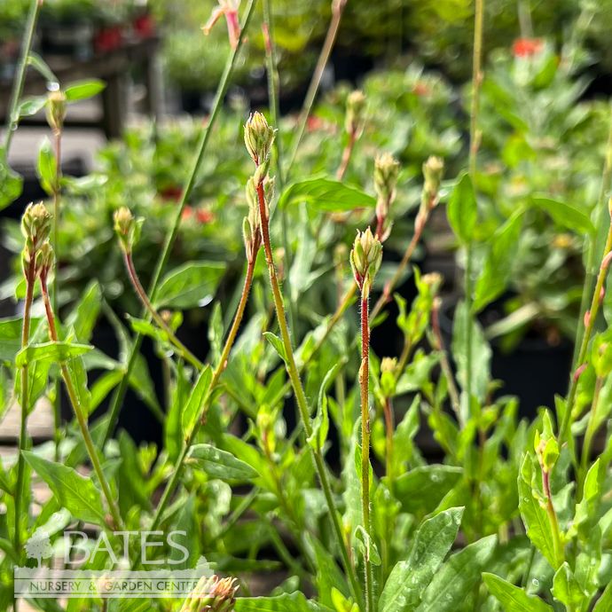 QP Gaura lind Ballerina 'White'
