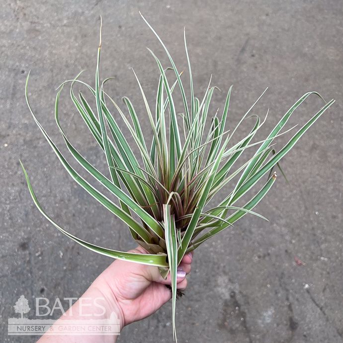 Tillandsia / Air Plant Cyanea Variegata 10-12" each