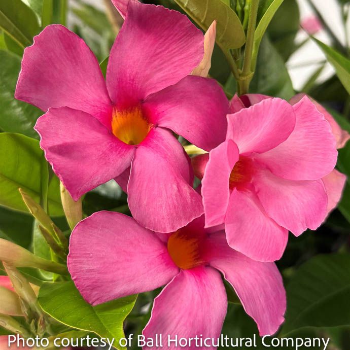 Tropical #1 STK Mandevilla Sundenia 'Suprema Vivid Pink'/ Pink - No Warranty