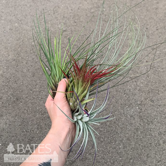 Tillandsia / Air Plant Large/Medium Asst each