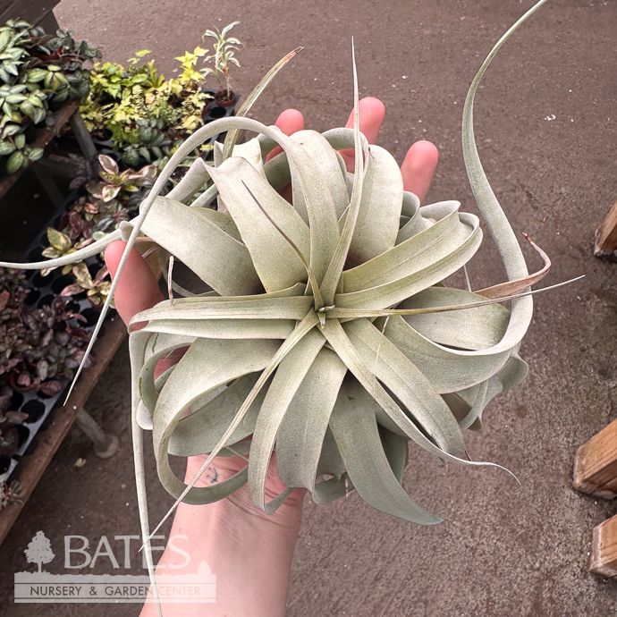 Tillandsia / Air Plant Xerographica Med 5-7" each
