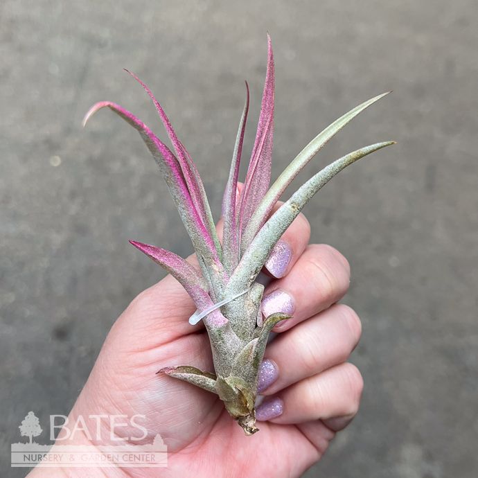 Tillandsia / Air Plant Capitata Fuchsia 2-3" each