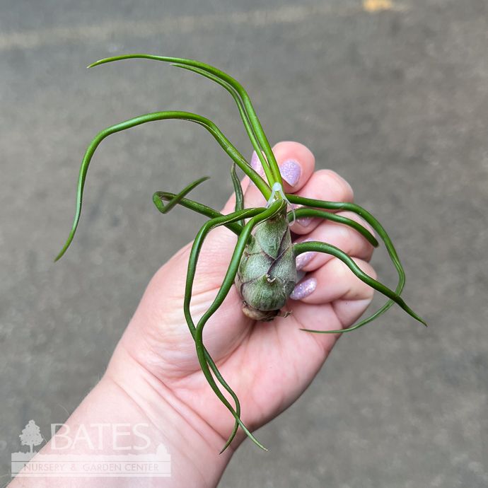 Tillandsia / Air Plant Bulbosa Guatemala 2-3" each