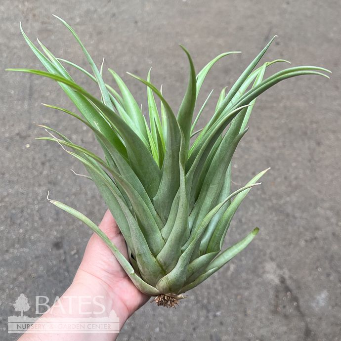 Tillandsia / Air Plant Capitata Green Lrg 6-9" each