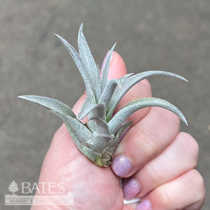 Tillandsia / Air Plant Harrsii 2-3" each