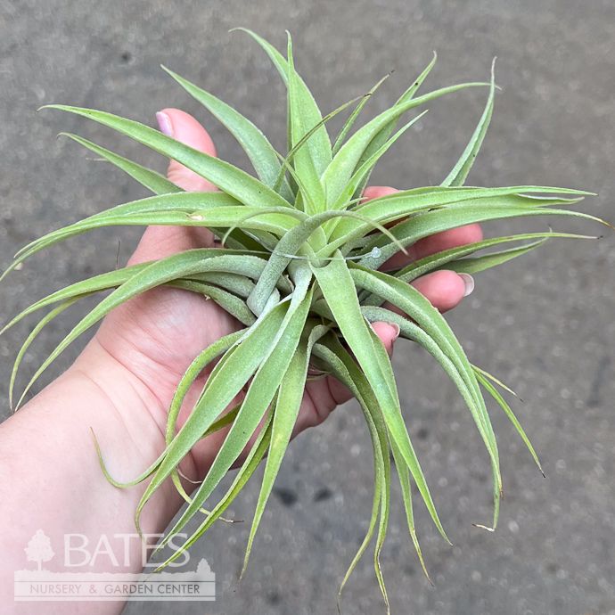 Tillandsia / Air Plant Cacticola 4-7"