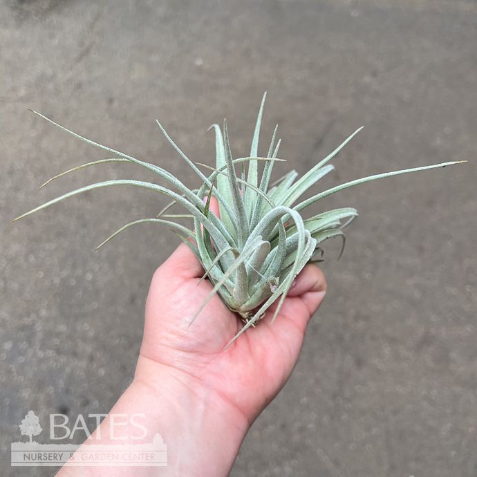 Tillandsia / Air Plant Harrisii 3-5" each