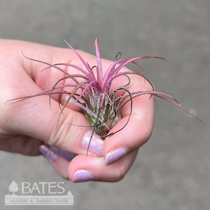Tillandsia / Air Plant Ionantha Fuego 1-2"