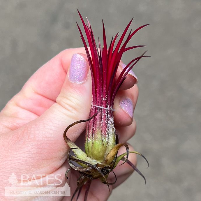 Tillandsia / Air Plant Ionantha Fuego 2-3"