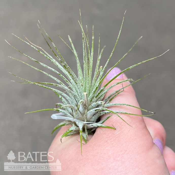 Tillandsia / Air Plant Ionantha Guatemala 1-2"
