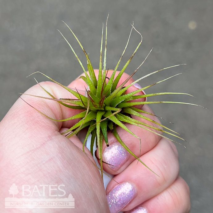 Tillandsia / Air Plant Ionantha Guatemala 1-2"