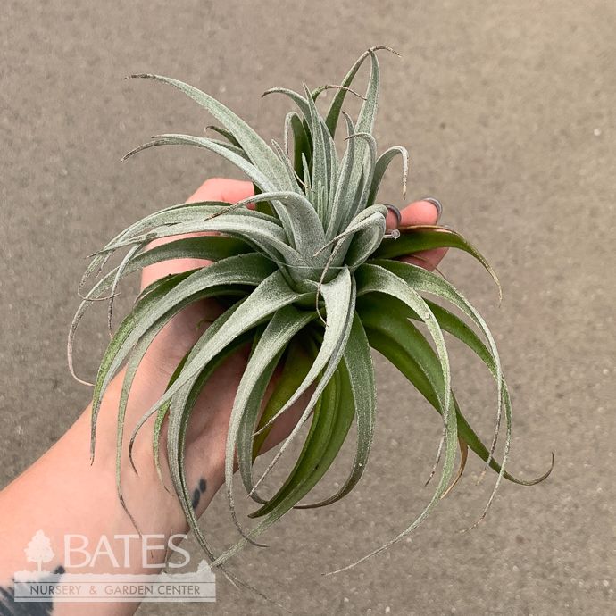 Tillandsia / Air Plant Recurvifolia 4-5" each