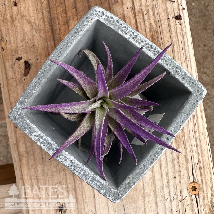 Tillandsia / Air Plant Plagiotropica 2-3"