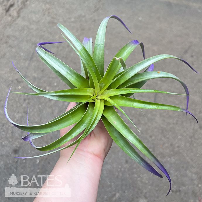 Tillandsia / Air Plant Plagiotropica 5-7" each