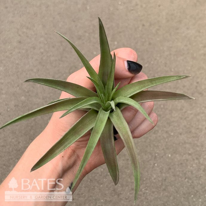 Tillandsia / Air Plant Velutina 2-3" each