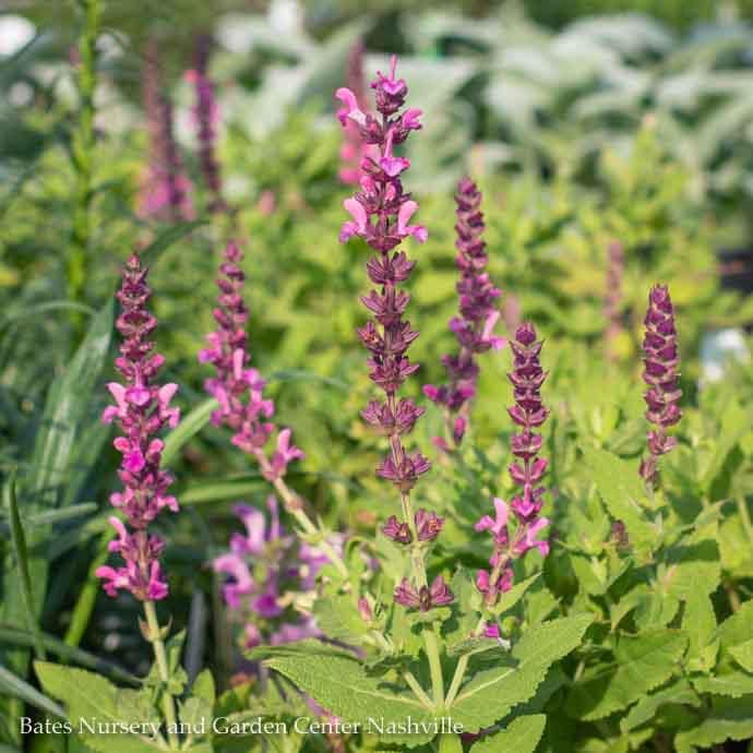 QP Salvia nem Sensation Rose/ Meadow Sage