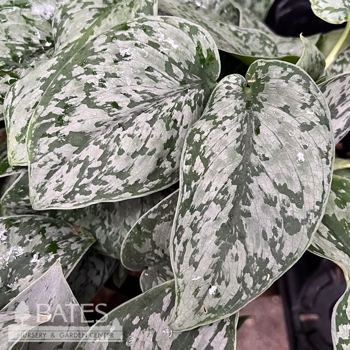 6p! Scindapsus Silver Lady  /Tropical