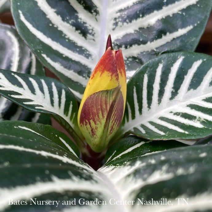 6p! Aphelandra squarrosa /Zebra Plant  /Tropical
