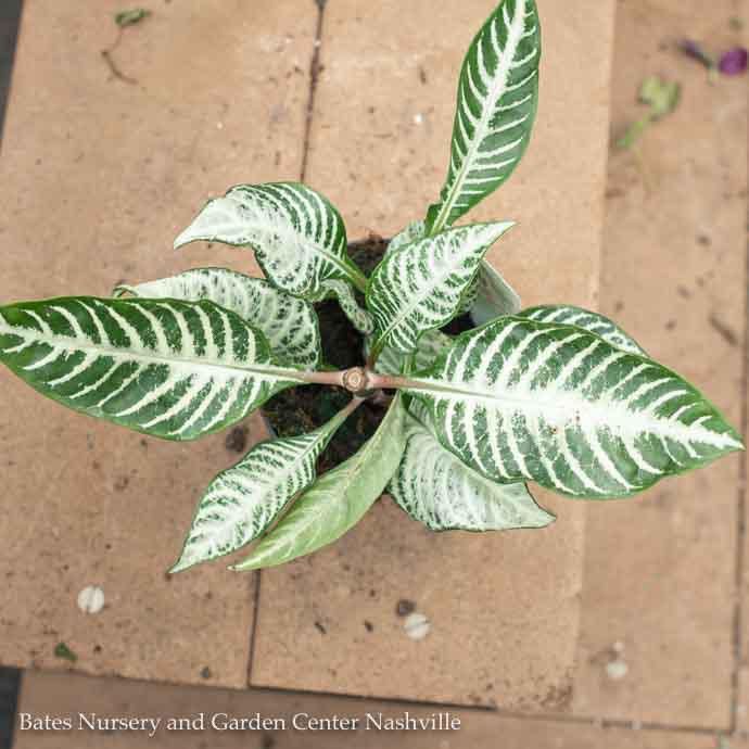 6p! Aphelandra squarrosa /Zebra Plant  /Tropical