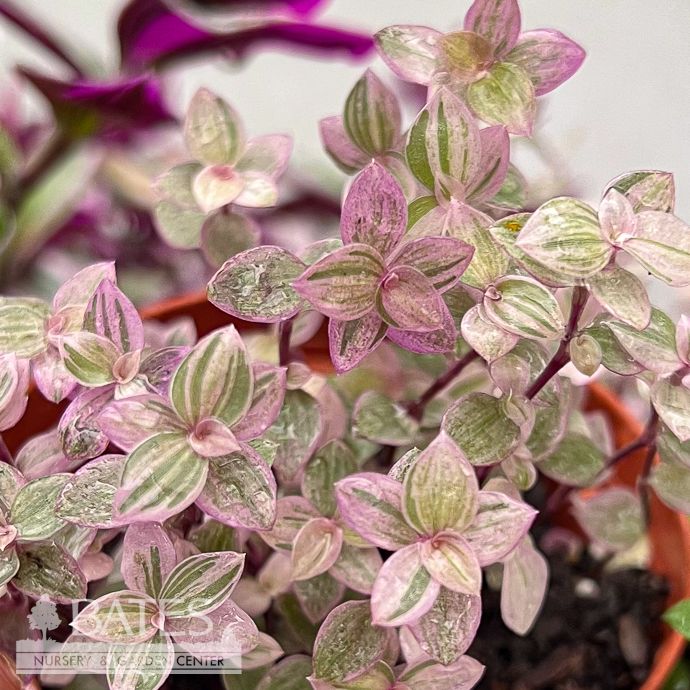 4p! Tradescantia Pink Panther /Tropical