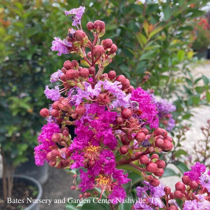 #3 Lagerstroemia Purple Magic/ Dark Purple Semi-dwarf Crape Myrtle