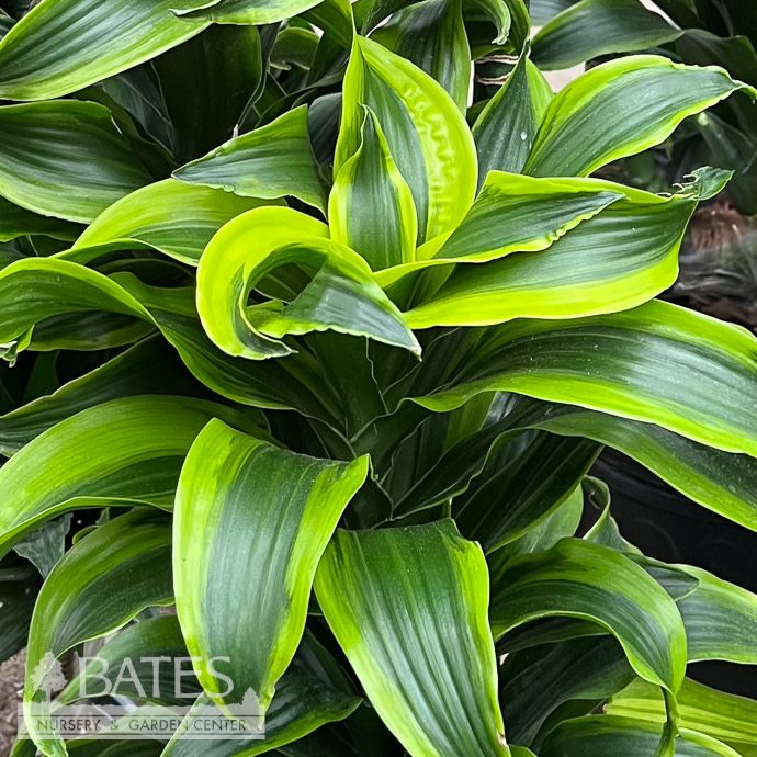 12p! Dracaena Tornado Cane 4.3.2.1 /Tropical