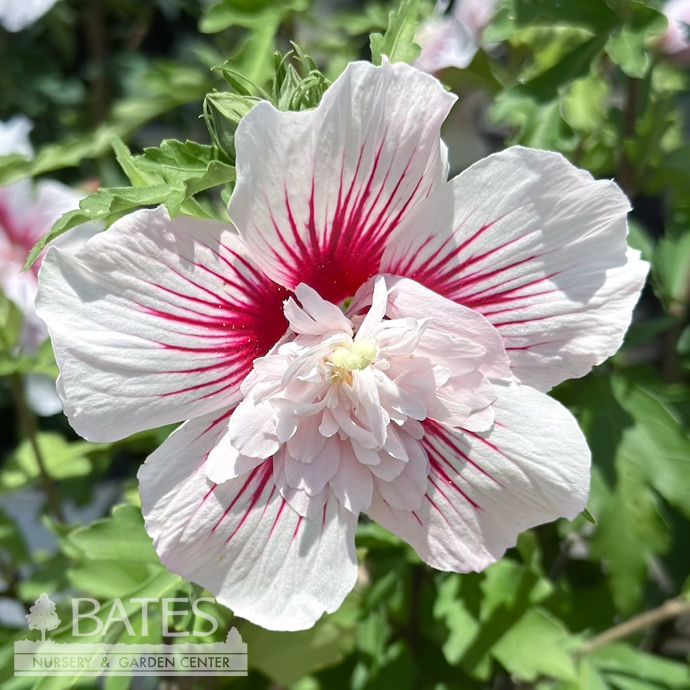 #3 Hibiscus syr PW Starblast Chiffon/ Pink and White Rose of Sharon/ Althea