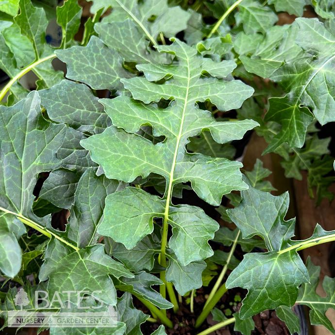 #2 Acanthus mollis Morning Candle/ Bear's Breeches