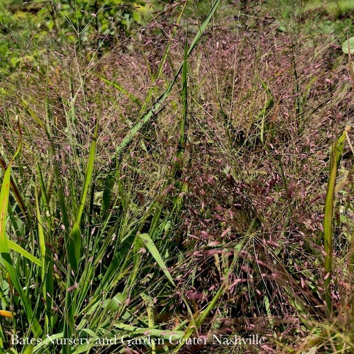 #1 Grass Eragrostis spectabilis AB/Purple Love Native (TN)